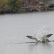 Tentative de pêche d’une Sterne caspienne